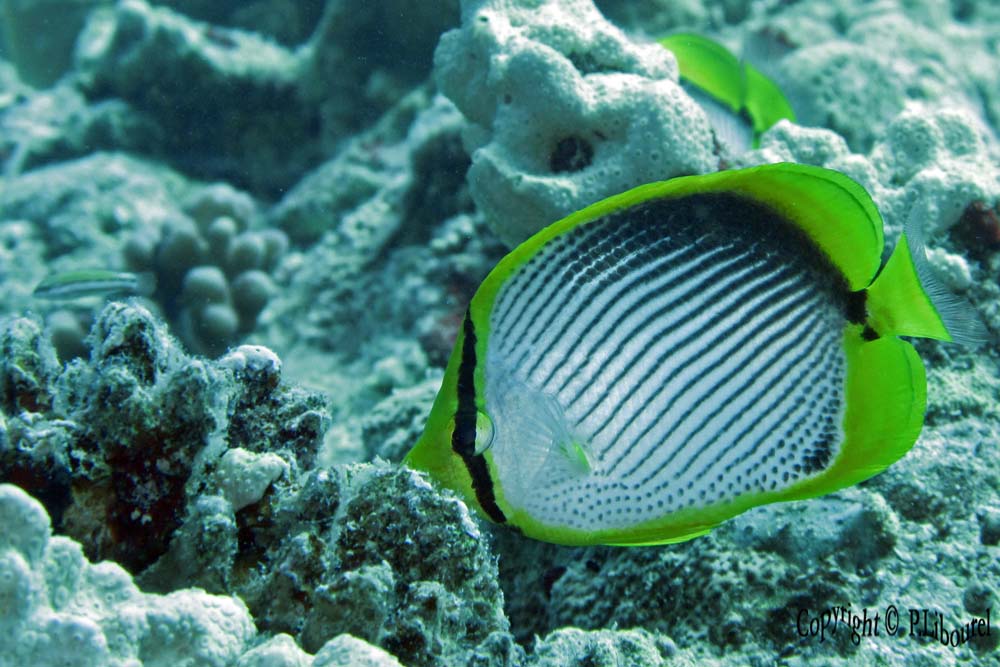 Chaetodon melannotus