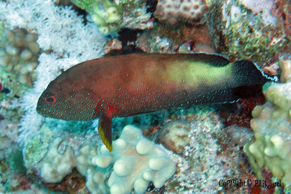 Cephalopholis hemistiktos