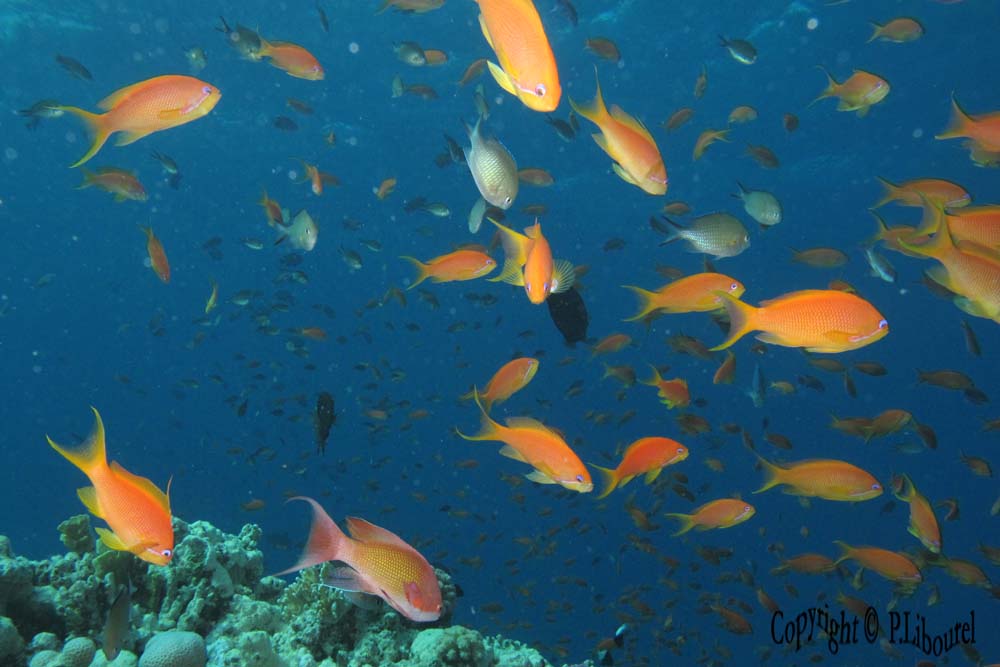 Pseudanthias squamipinnis
