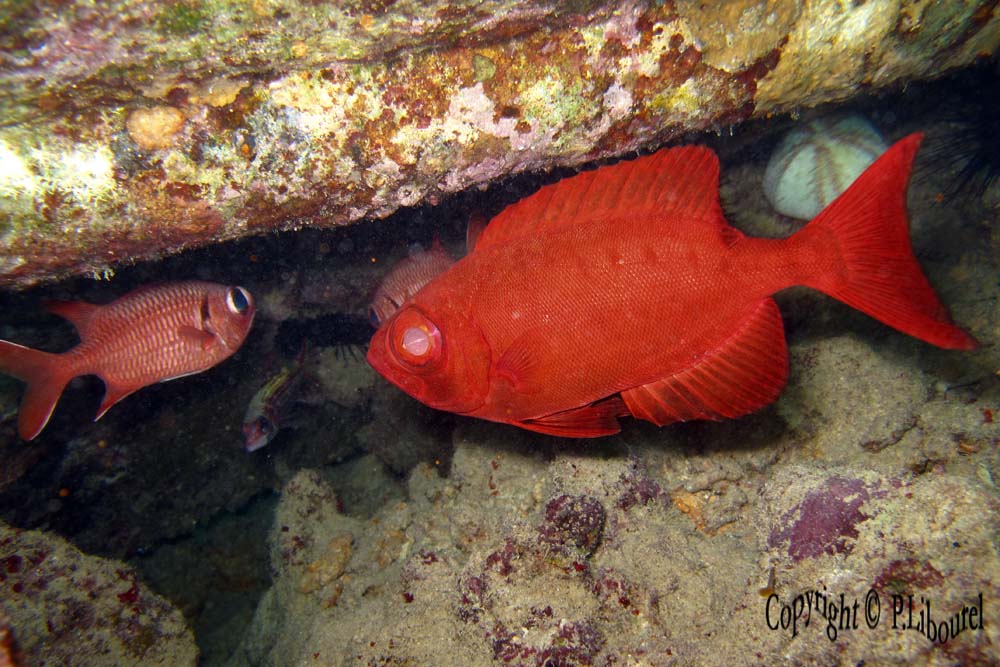 Priacanthus hamrur