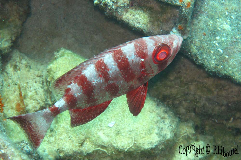 Heteropriacanthus cruentatus