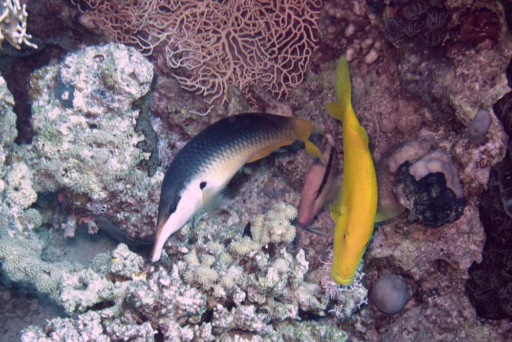 Gomphosus caeruleus