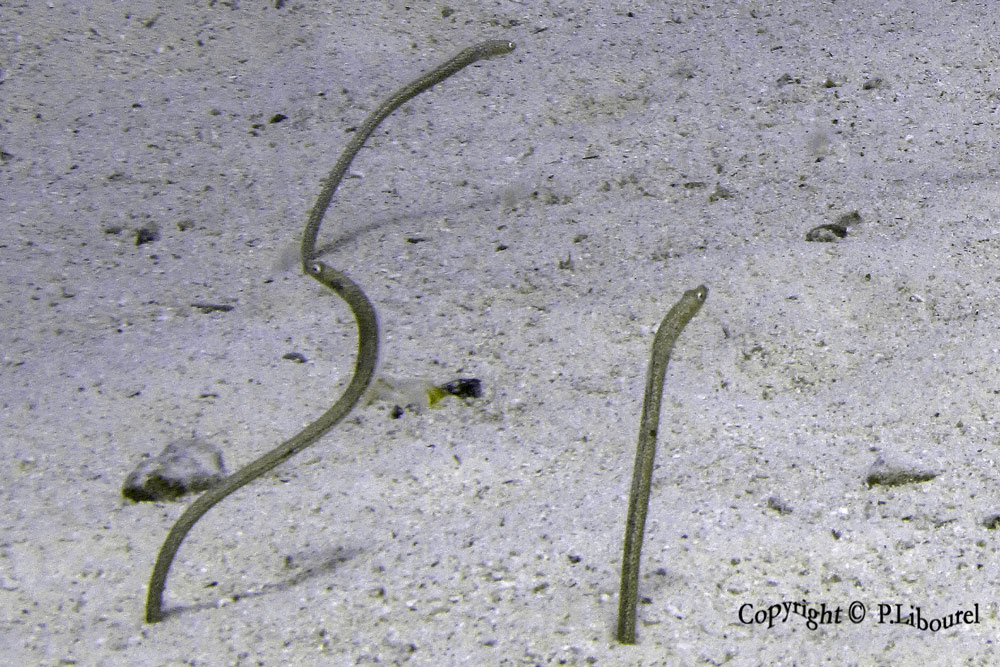 Gorgasia sillneri