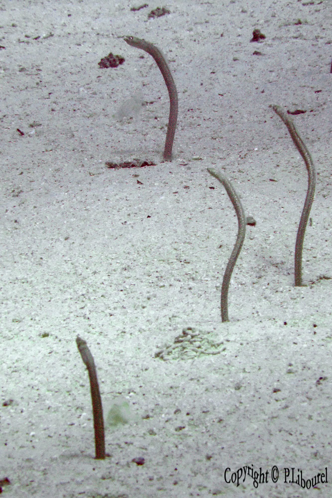 Gorgasia sillneri