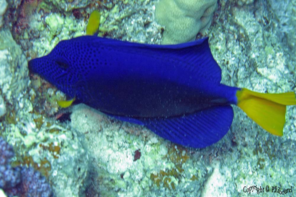 Zebrasoma xanthurum