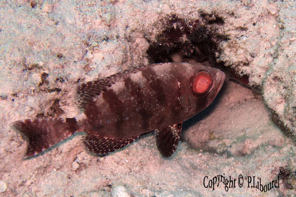 Heteropriacanthus cruentatus