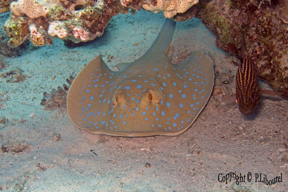 Taeniura lymna