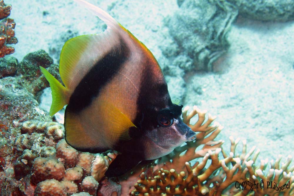 Heniochus intermedius
