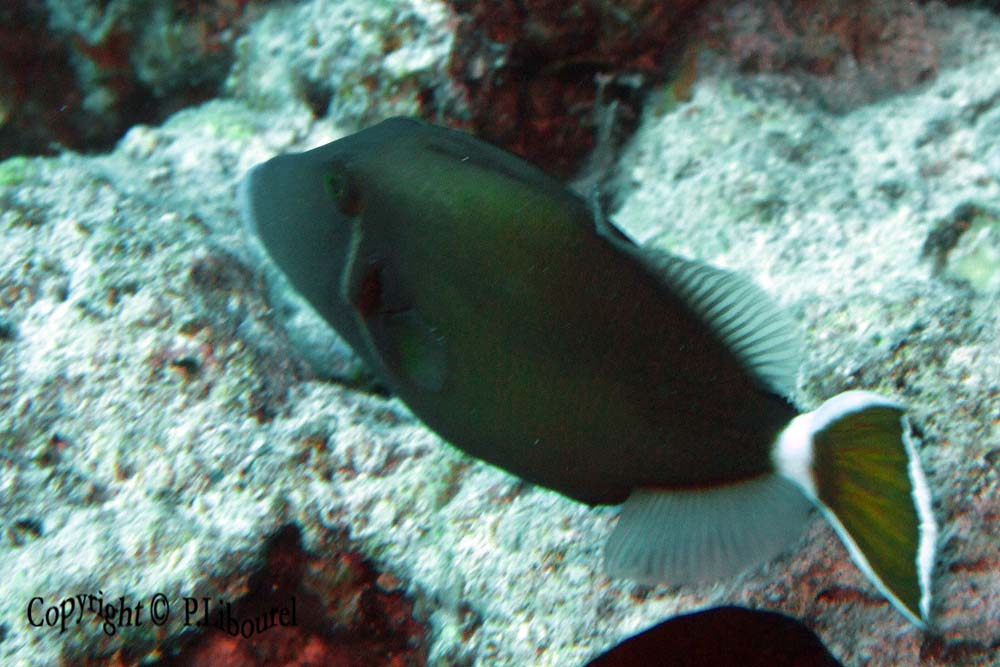 Sufflamen albicaudatus