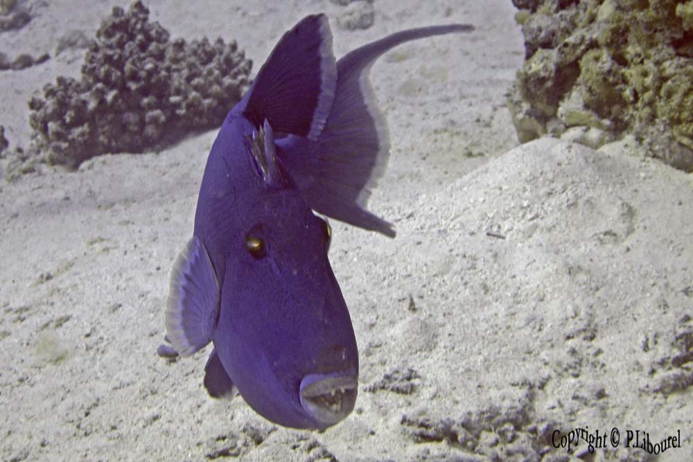 Pseudobalistes fuscus