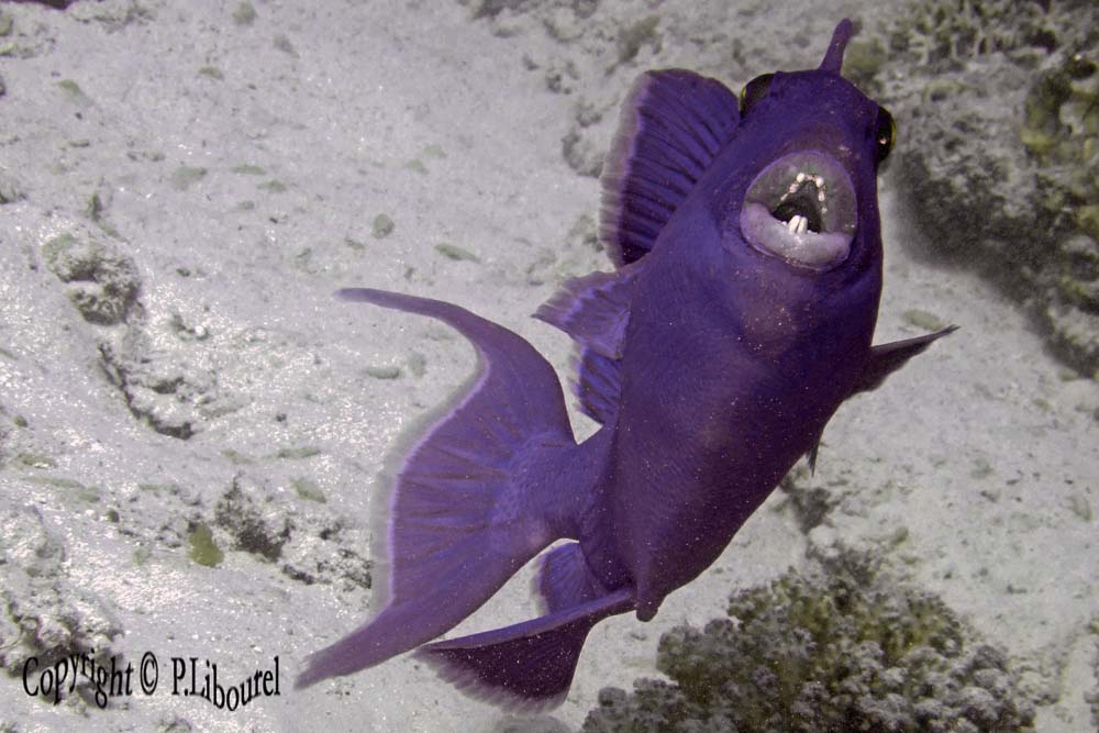 Pseudobalistes fuscus