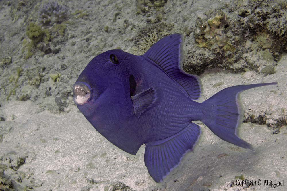 Pseudobalistes fuscus