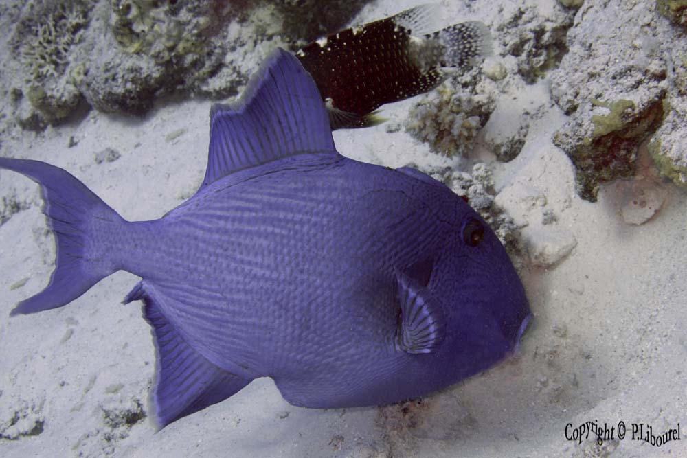 Pseudobalistes fuscus