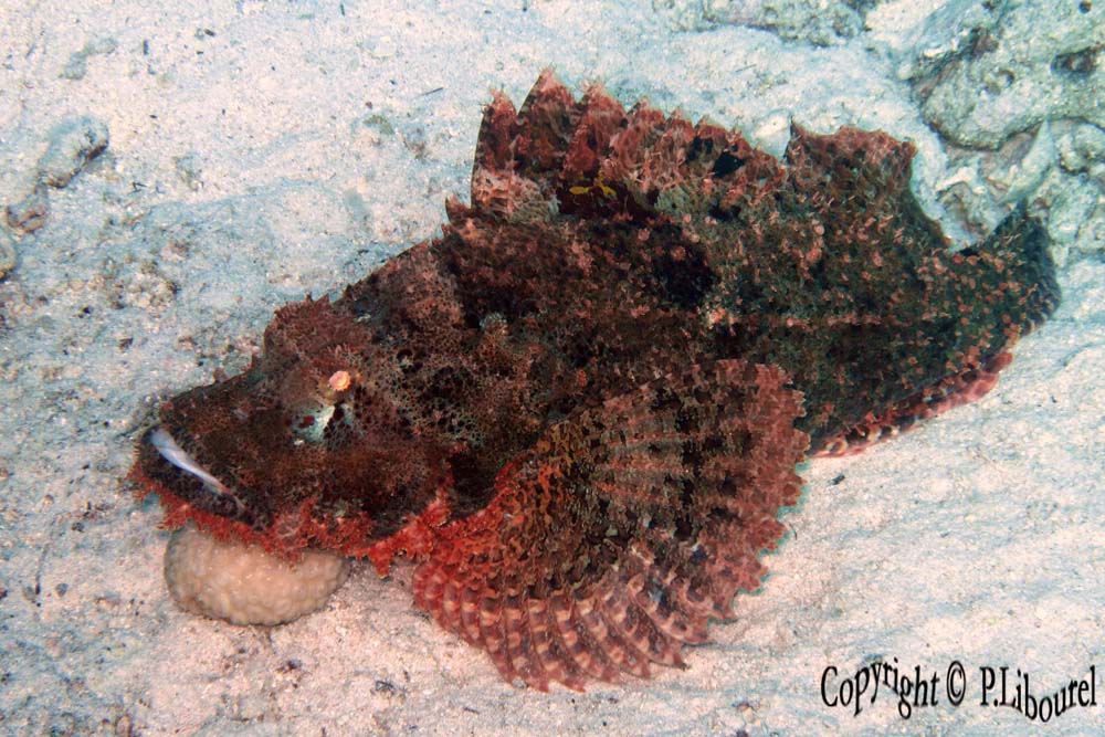Scorpaenopsis oxycephalus
