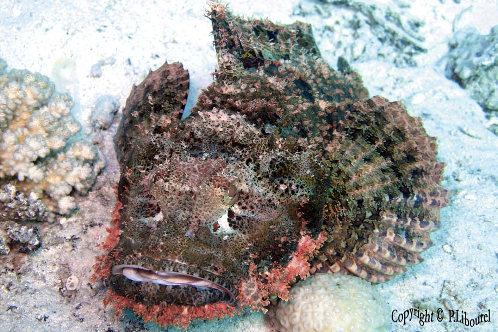 Scorpaenopsis oxycephalus