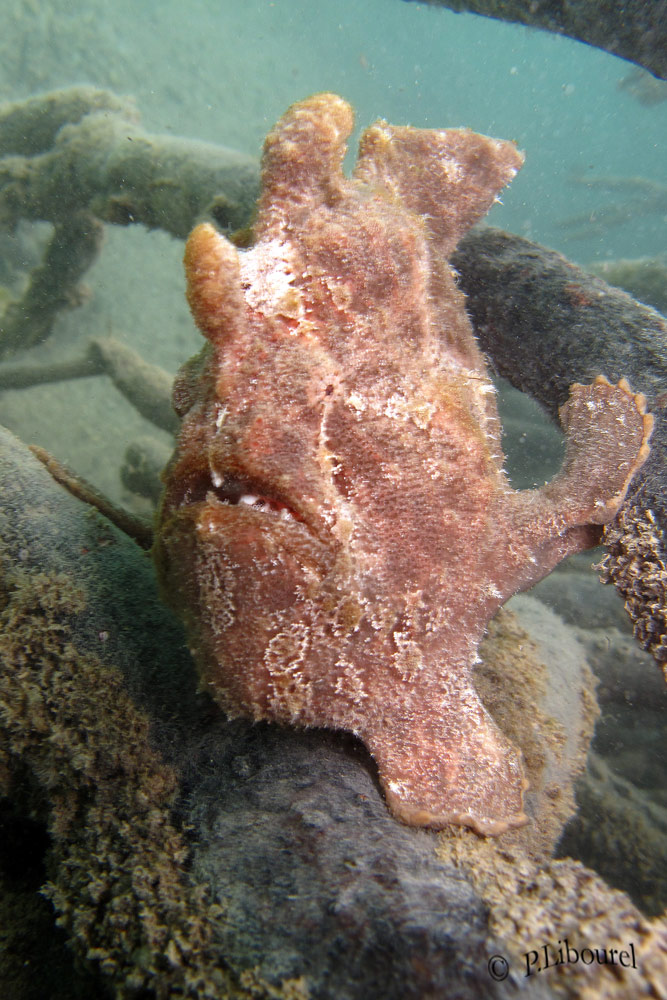 Antennarius commersonii