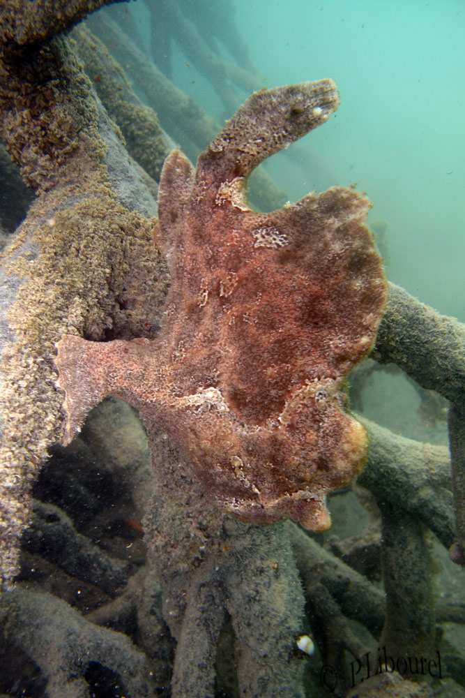 Antennarius commersonii