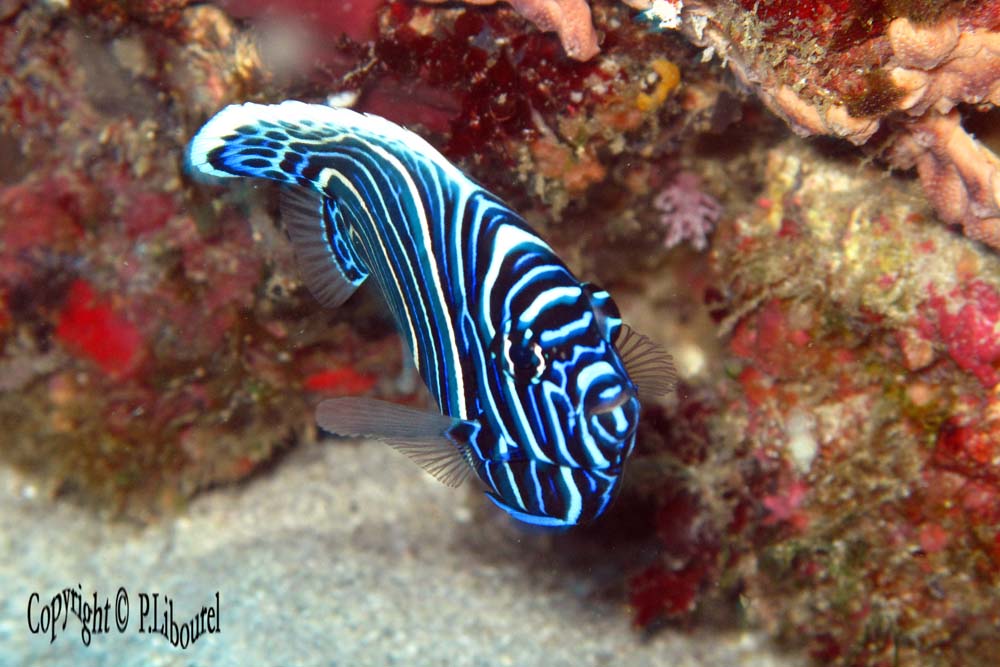 Pomacanthus imperator