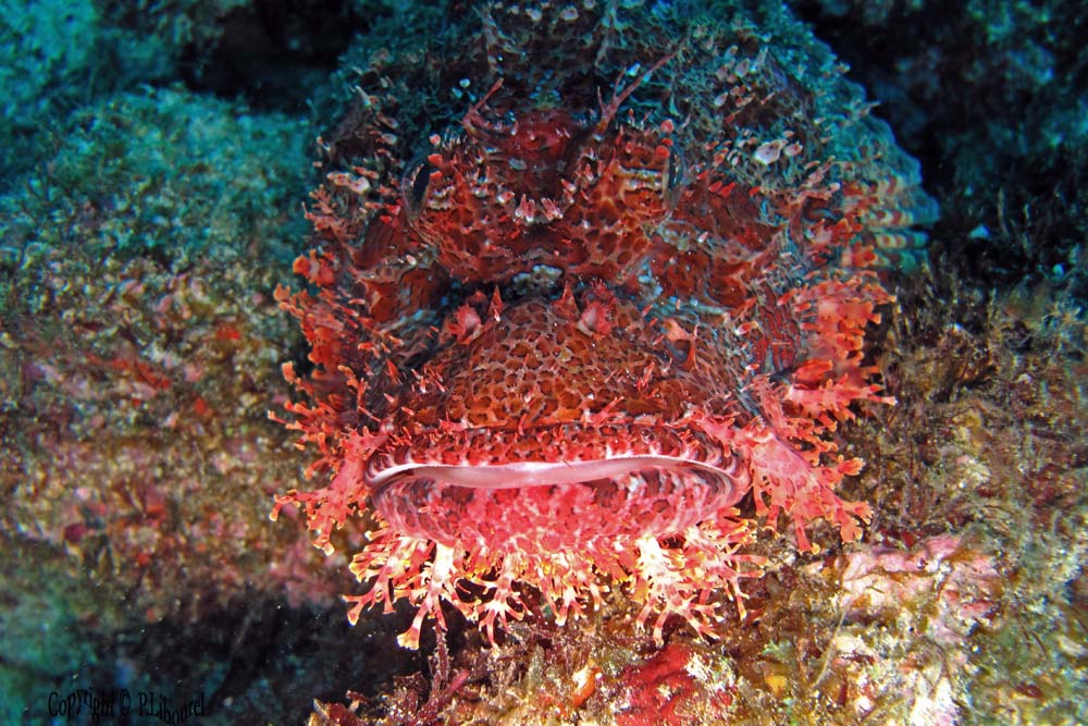 Scorpaenopsis oxycephala
