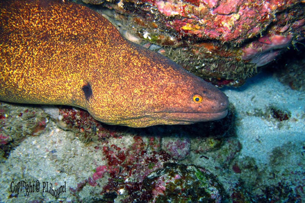 Lycodontis flavimarginatus