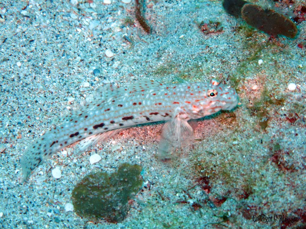 Acentrogobius cauerensis