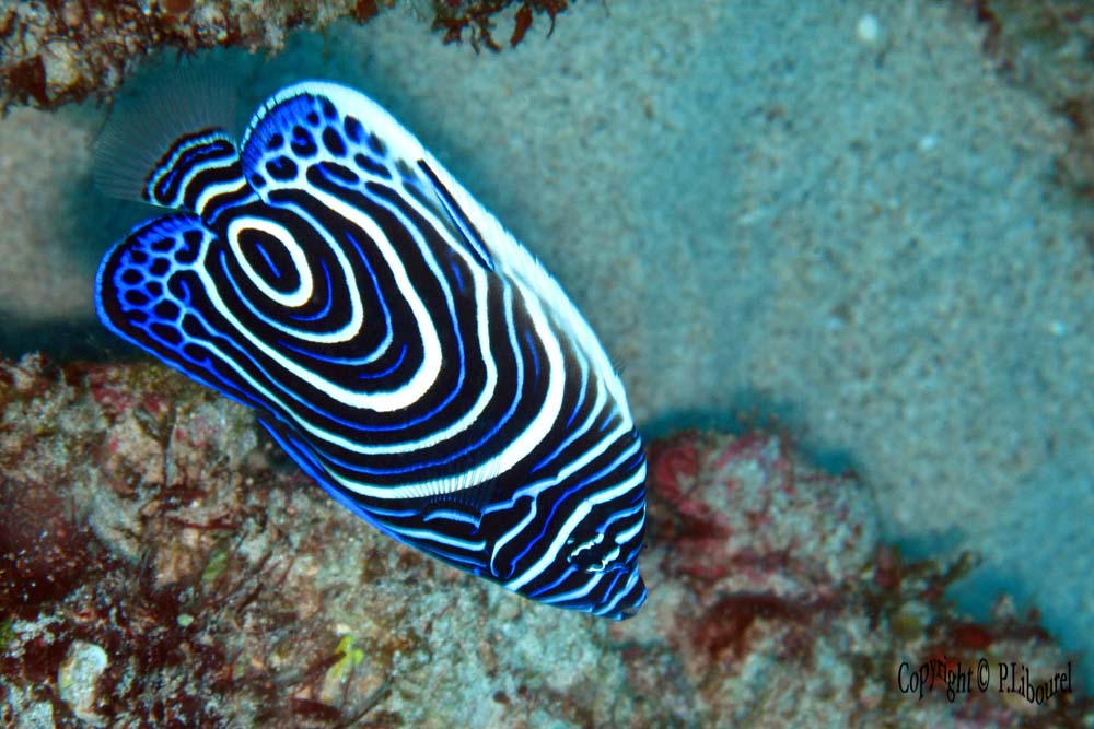 Pomacanthus imperator