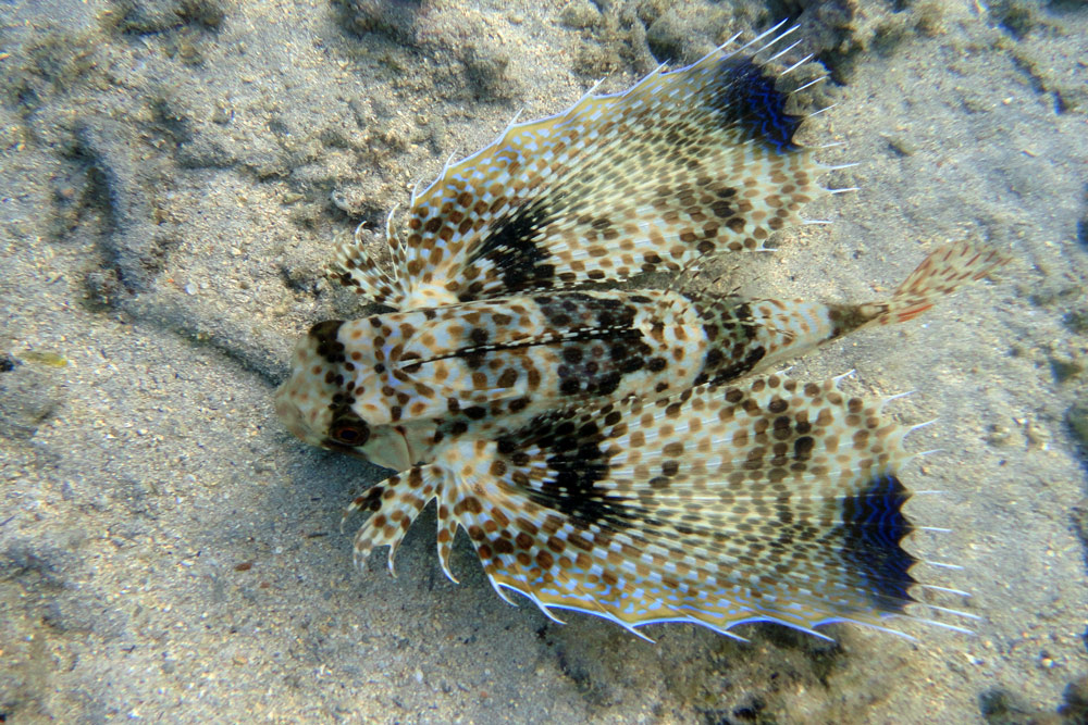 Dactyloptena orientalis