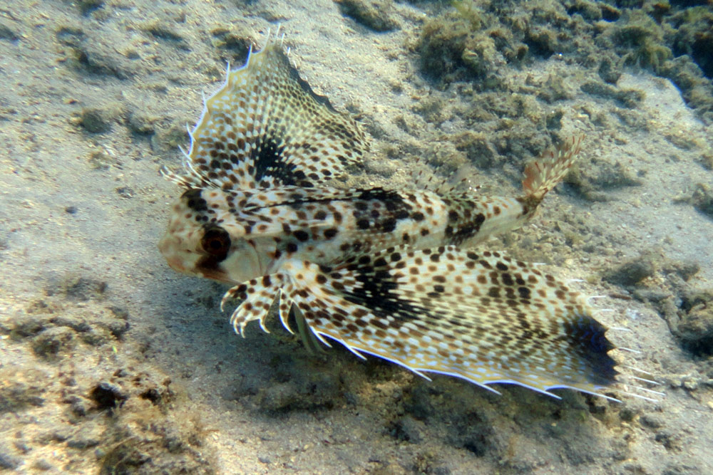 Dactyloptena orientalis