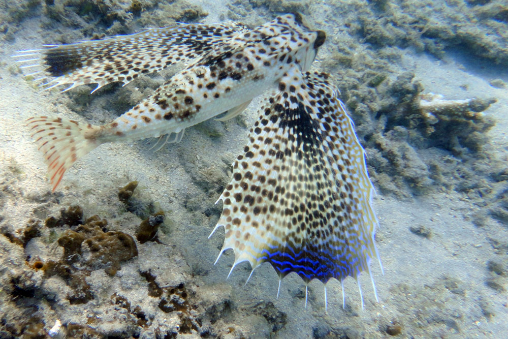 Dactyloptena orientalis