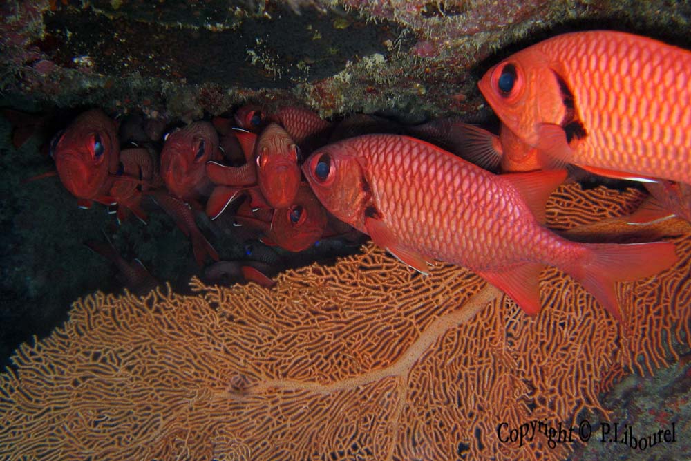 Myripristis sp.