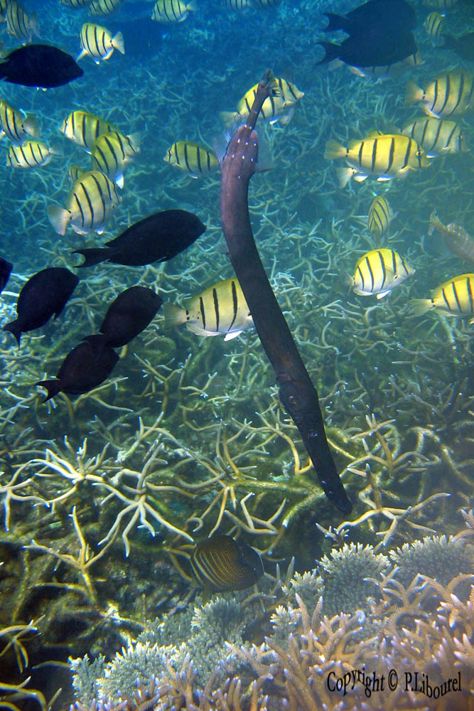 Aulostomus chinensis