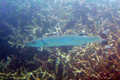 Sphyraena barracuda