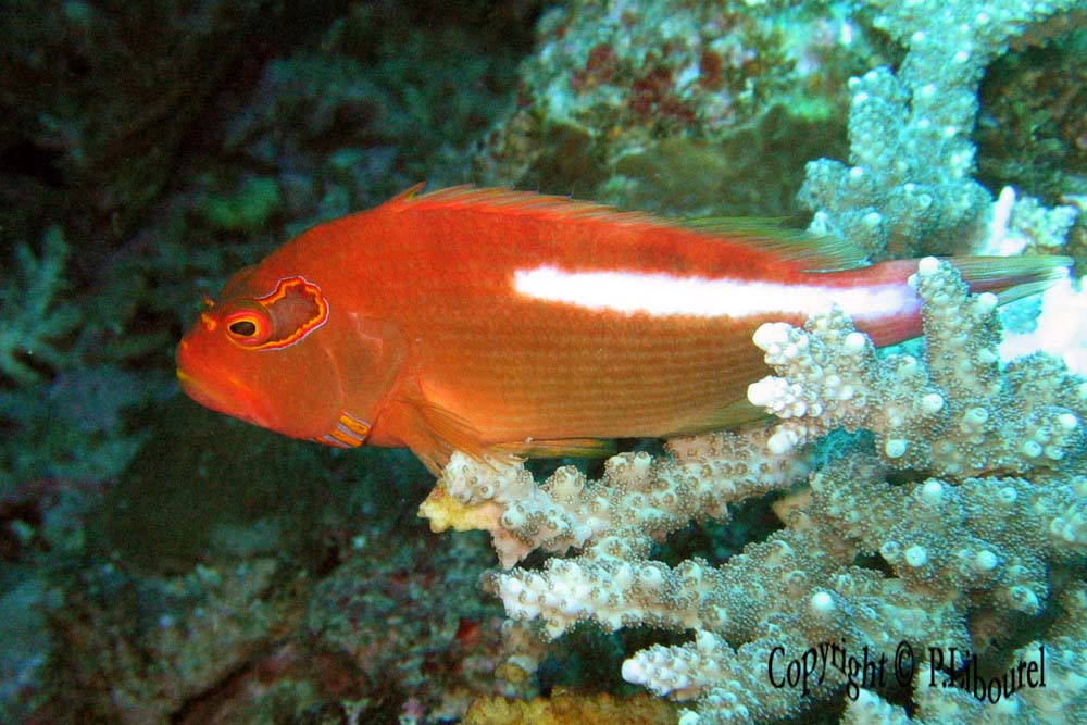 Paracirrhites arcatus