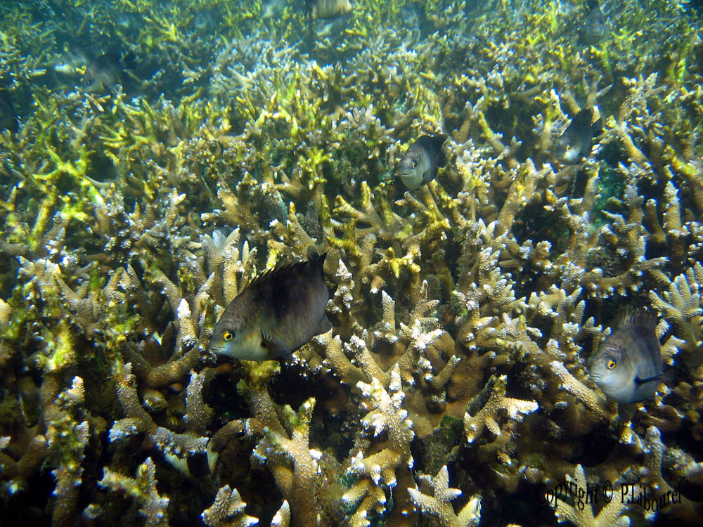 Stegastes nigricans