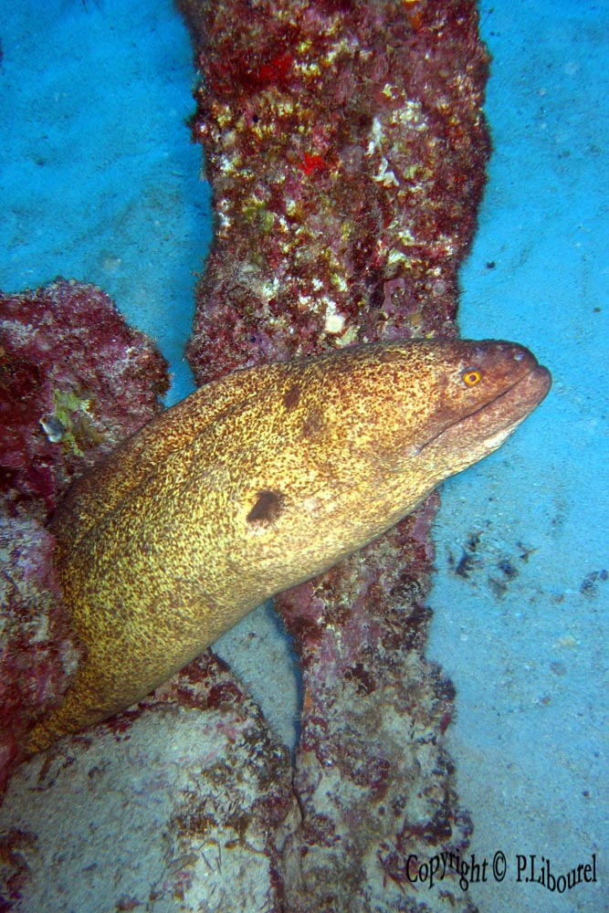 Lycodontis flavimarginatus