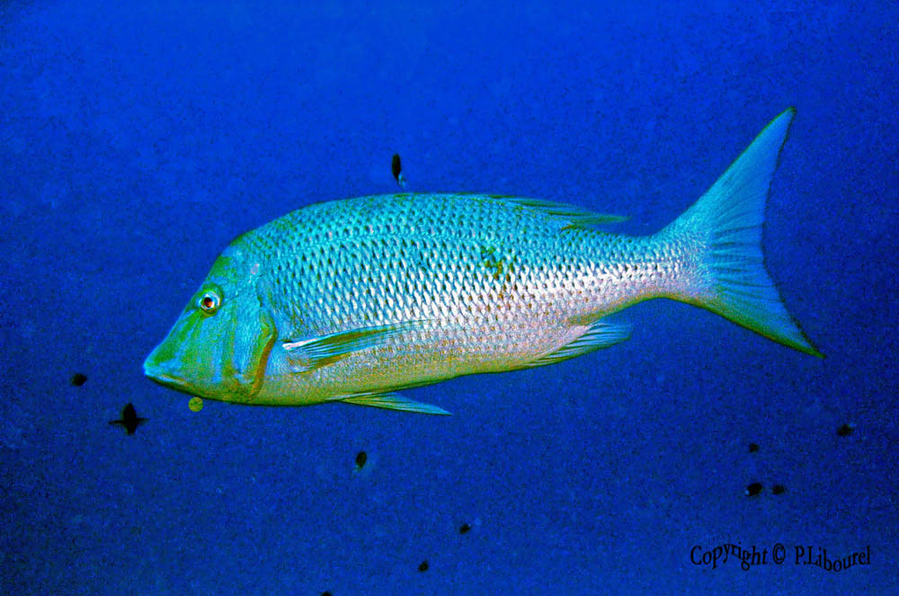 Lethrinus nebulosus