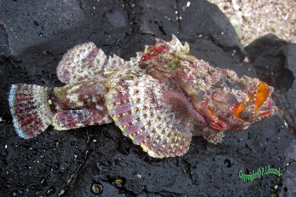 Scorpaenopsis oxycephala
