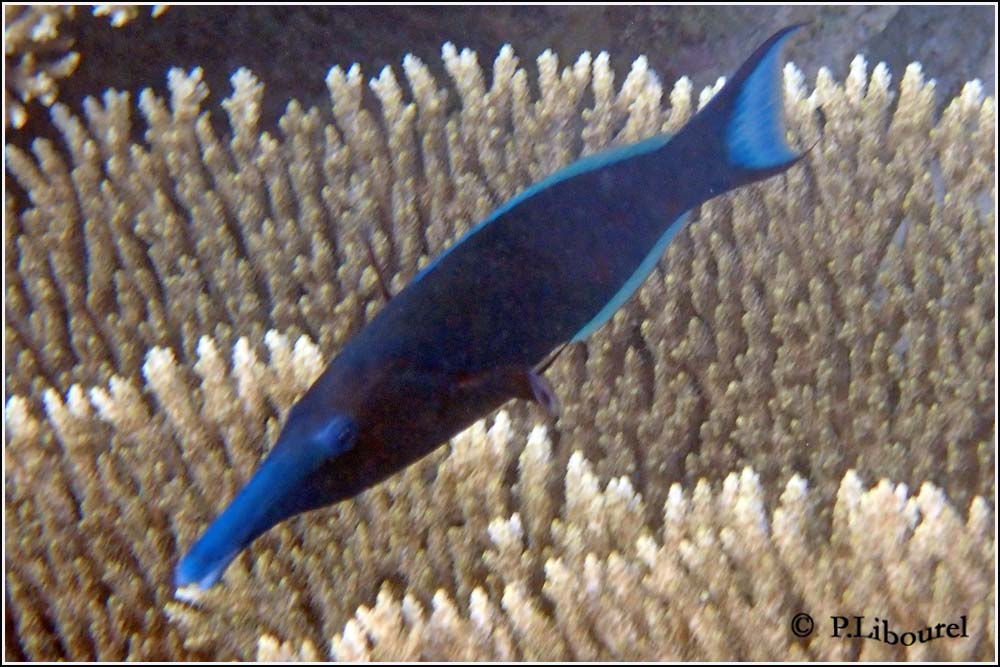 Gomphosus caeruleus