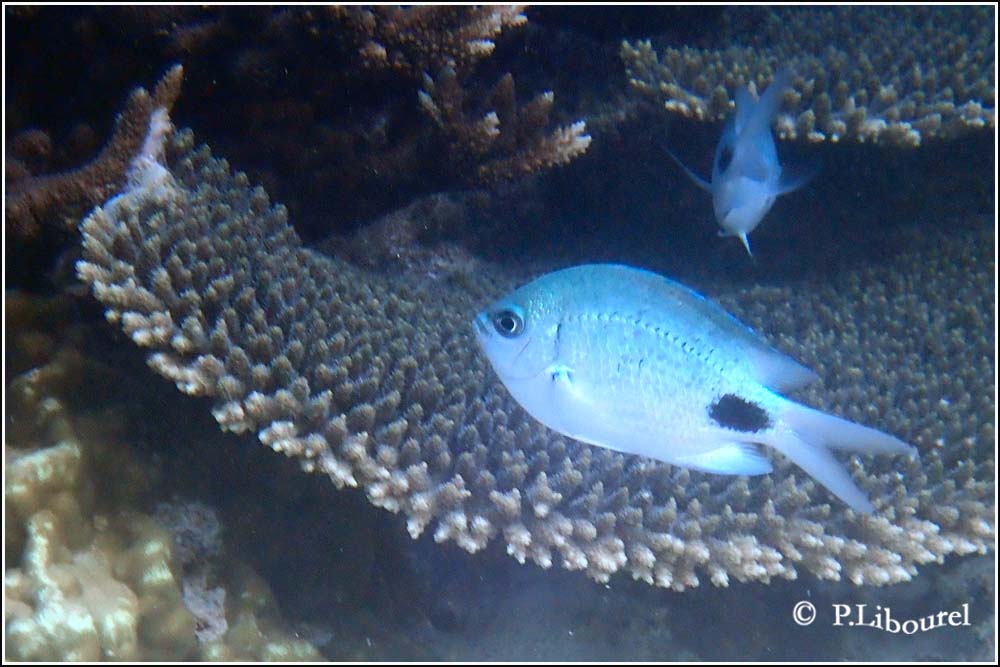 Abudefduf sparoides