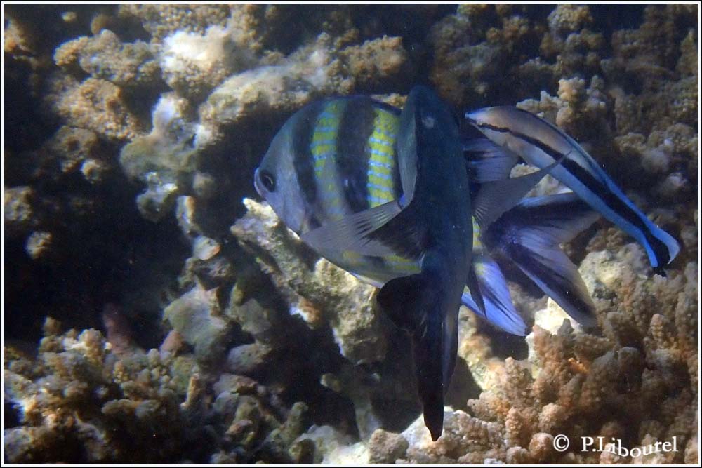 Labroides dimidiatus