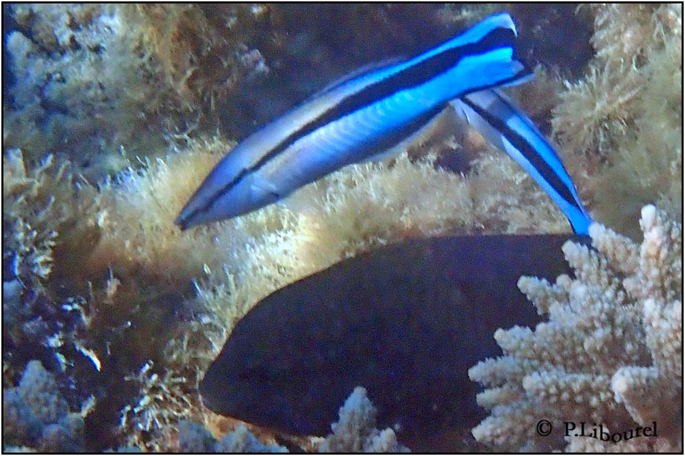 Labroides dimidiatus