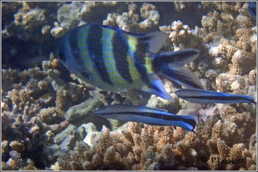 Labroides dimidiatus