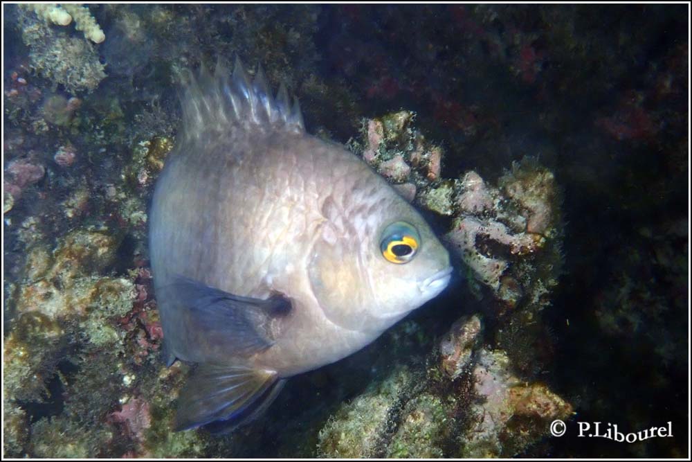 Stegastes limbatus