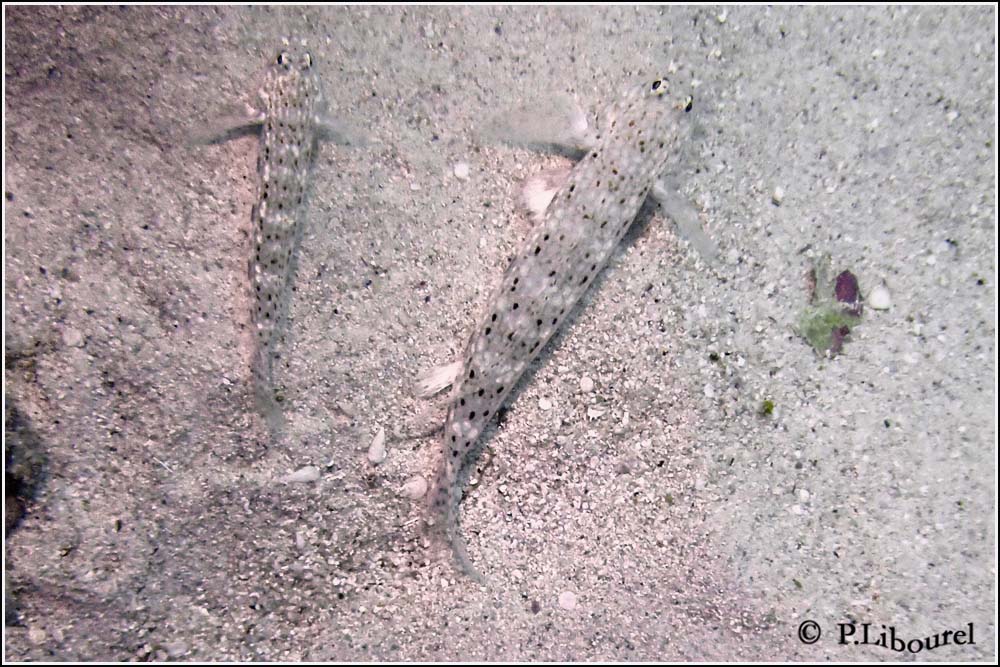 Istigobius decoratus