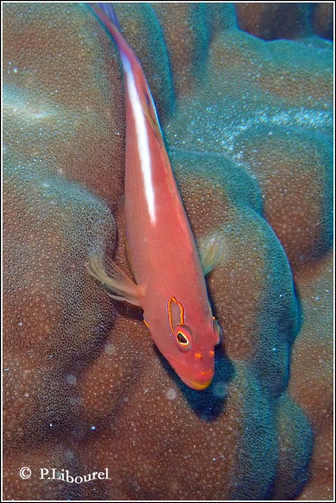 Paracirrhites arcatus