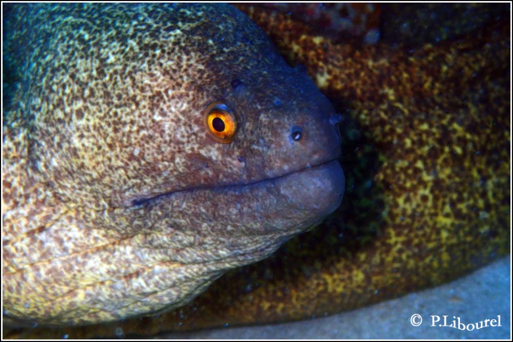 Lycodontis flavimarginatus
