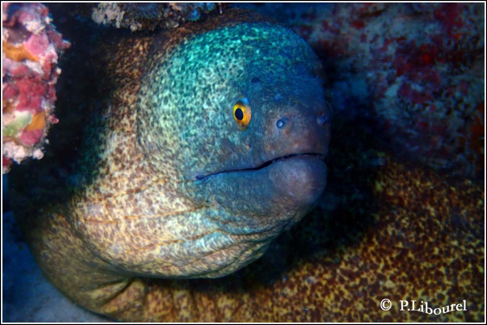 Lycodontis flavimarginatus