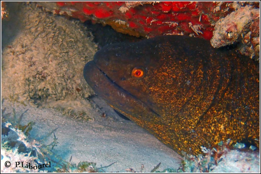 Lycodontis flavimarginatus