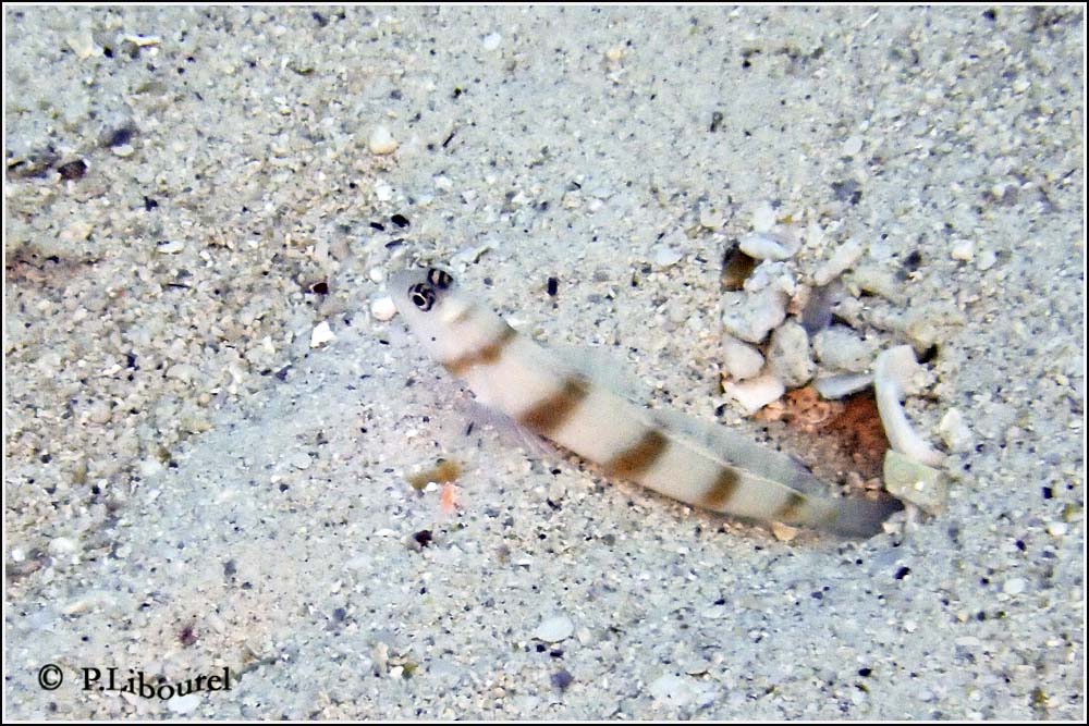 Amblyeleotris steinitzi