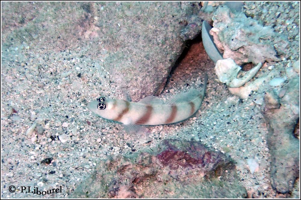 Amblyeleotris steinitzi